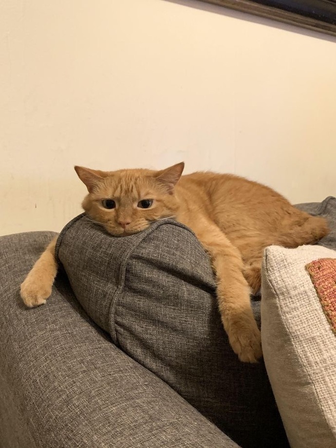 Kedi bakımında en zor şey nedir?