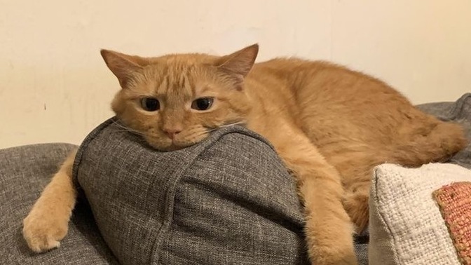 Kedi bakımında en zor şey nedir?