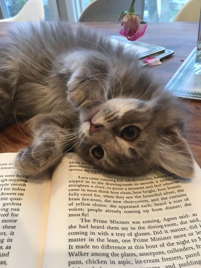 Tekir kedi mi yoksa cins kedi mi istersin?