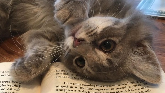 Tekir kedi mi yoksa cins kedi mi istersin?