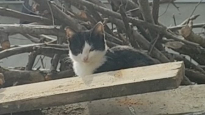 Sürekli yanınıza kaka yapan kedi mesaj mı vermeye çalışıyordur 🙄?