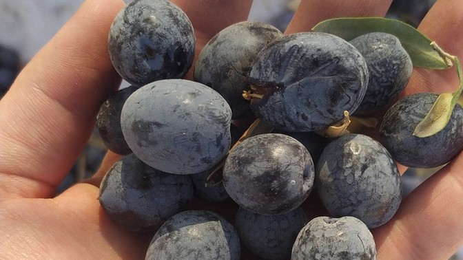 Zeytin toplamayı sever misiniz?
