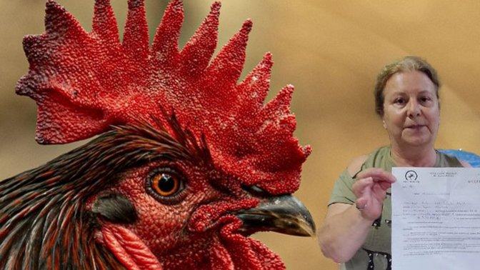 Düzce'de horozu öten vatandaşa ceza kesildi! Horozunuza ceza kesilseydi ne yapardınız?