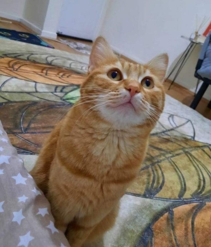 Evimizin yeni üyesi için mama önerisi verir misiniz? 😊