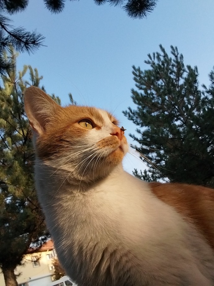 Bu asildi dostum uwuwu ama murnun da bişi var neyse yine seferim seni bne.
