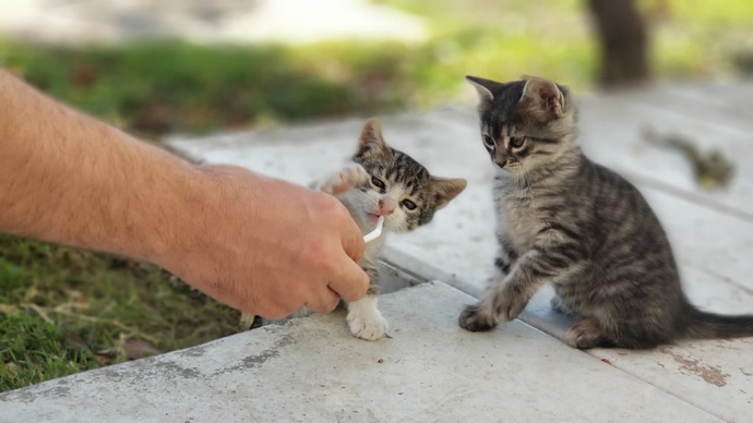Sokaktaki kedileri seviyor musunuz?