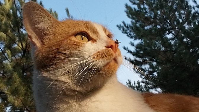 Sokaktaki kedileri seviyor musunuz?