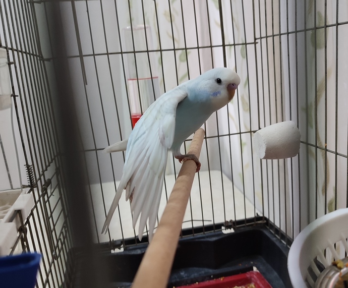 Kuşumun kanatları altına girmek ister misiniz?