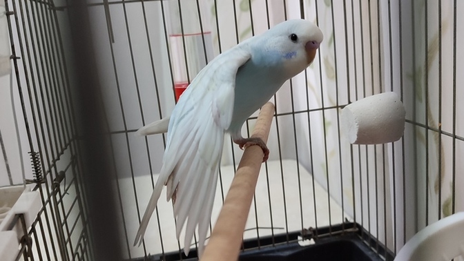 Kuşumun kanatları altına girmek ister misiniz?
