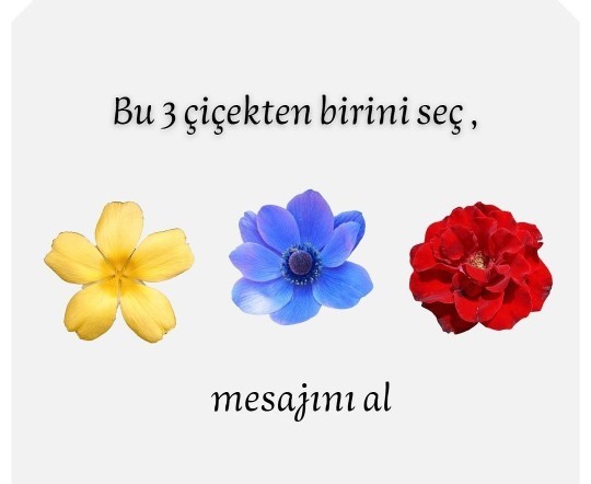 Peki sen hangi çiçeği seçtin?