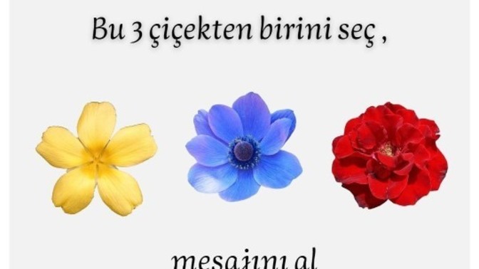 Peki sen hangi çiçeği seçtin?