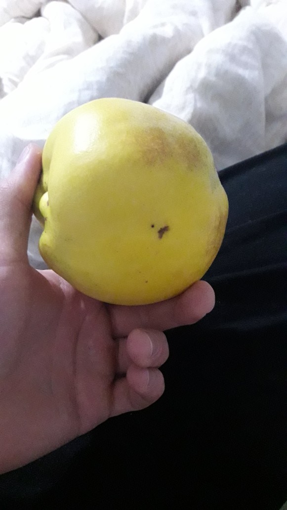 Bu Nasıl Ayva Lan?