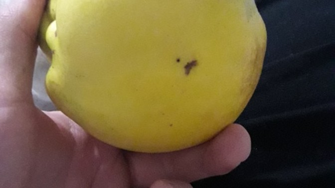 Bu Nasıl Ayva Lan?
