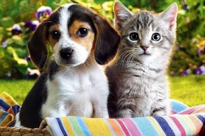 Kediler veya köpekler gün içinde evde yalnız bırakılabilir mi?