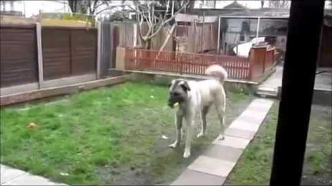 Evcil hayvanınız ile uzun bir aradan sonra buluşunca nasıl tepkiler veriyor?