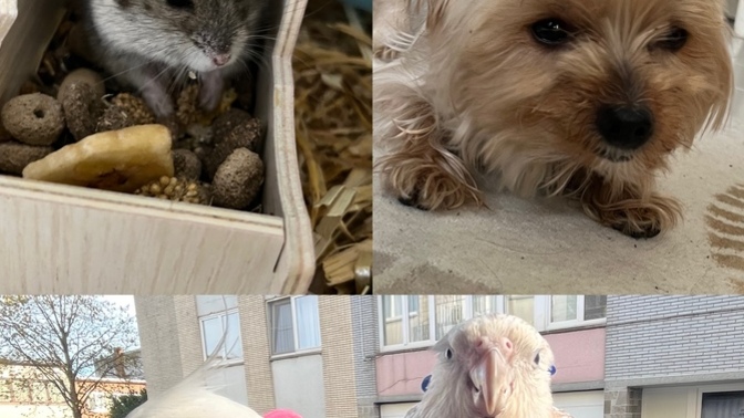 Benim aşklarıma kaç şeker puanı verirsiniz?