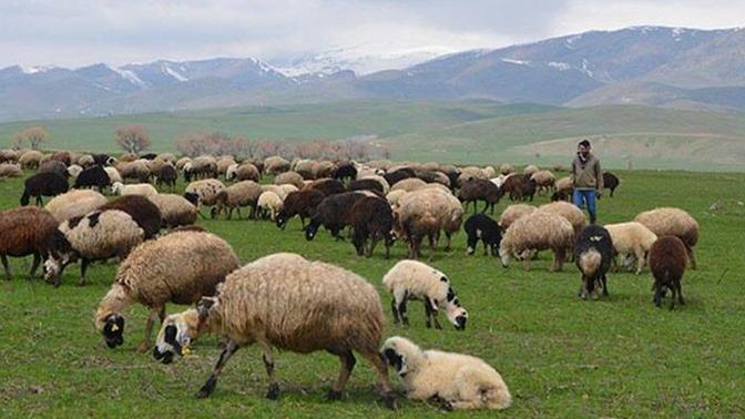 Türkiye'de hayvancılık bitiyor mu?