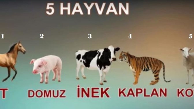 Tibet Testi: Bu beş hayvanı hislerinize göre nasıl sıralarsınız?