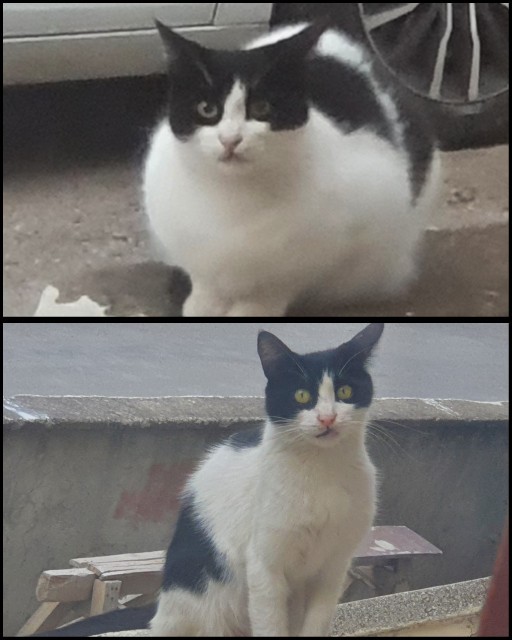 Kedilerin göz renkleri güzel mi beğeniyor musunuz?