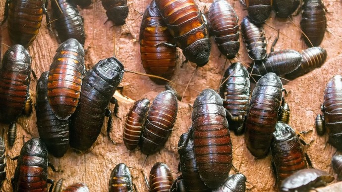 Bir şeye karşı fobiniz var mı?
