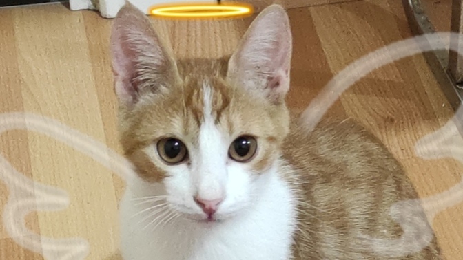 Kedimi kaybettim. Çok üzgünüm. Bu acı nasıl geçer?
