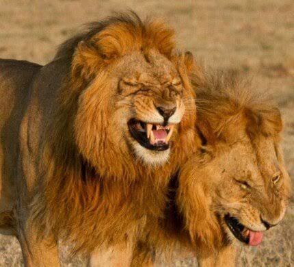 Söylenmedi hiçç sana layık düşler benden önceee 🦁