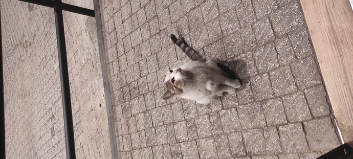 Bu kediyi sahiplendim, ismi ne olsun?