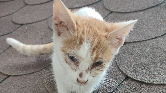 Sokakta bulduğum hasta kedi, tavsiyeye ihtiyacim var?