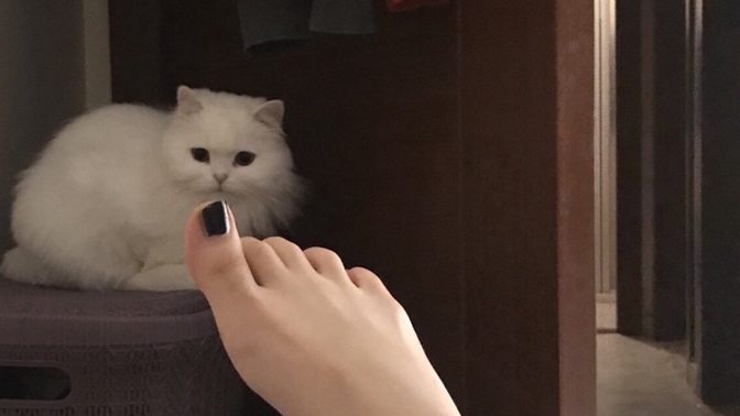 En sevdiğiniz hayvan ne?