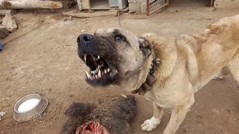 Çok tatlı değil mi bu köpekler?