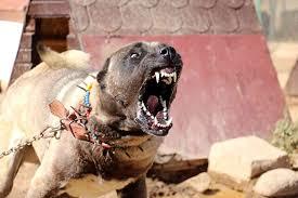 Çok tatlı değil mi bu köpekler?