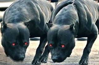 Çok tatlı değil mi bu köpekler?