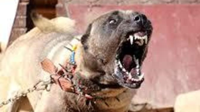 Çok tatlı değil mi bu köpekler?