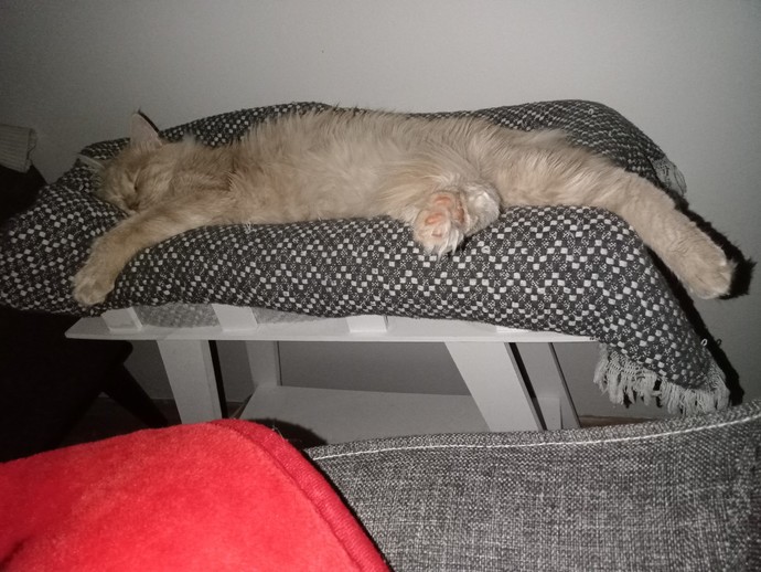 Biz kedimle rahatımıza düşkünüz peki ya siz?