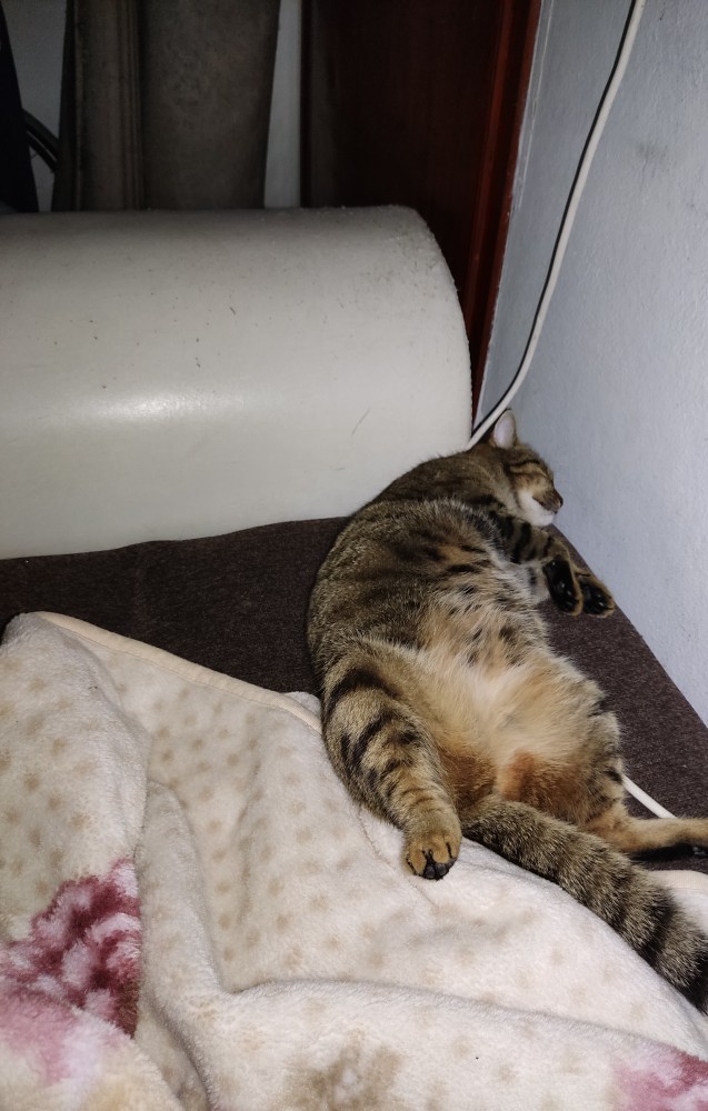 Kedi diyete sokulur mu?