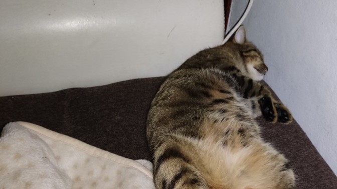 Kedi diyete sokulur mu?