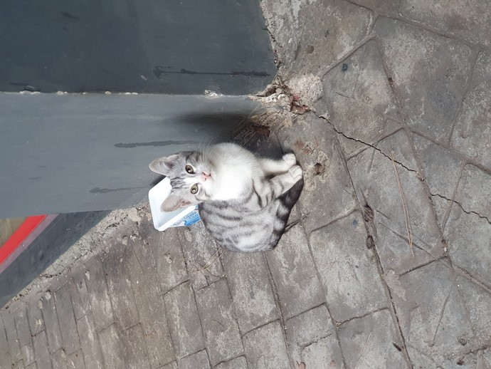 Siz kedileri mi daha çok seviyorsunuz yoksa köpekleri mi?