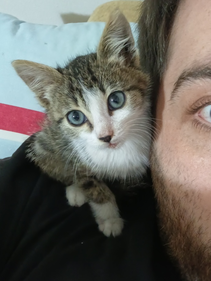 Bu kedi kaç aylık görünüyor?