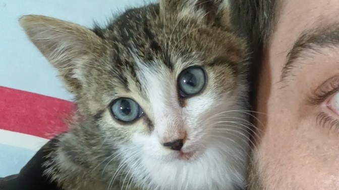 Bu kedi kaç aylık görünüyor?