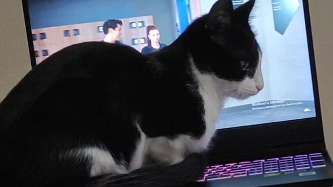 Ne zaman dizi izleyecek olsam kedim bunu yapıyor. Sizce bilerek mi yapıyor?