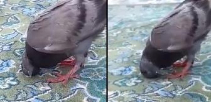 Camideki güvercinin hareketleri viral oldu! Böyle bir şey gördüğünüz oldu mu?