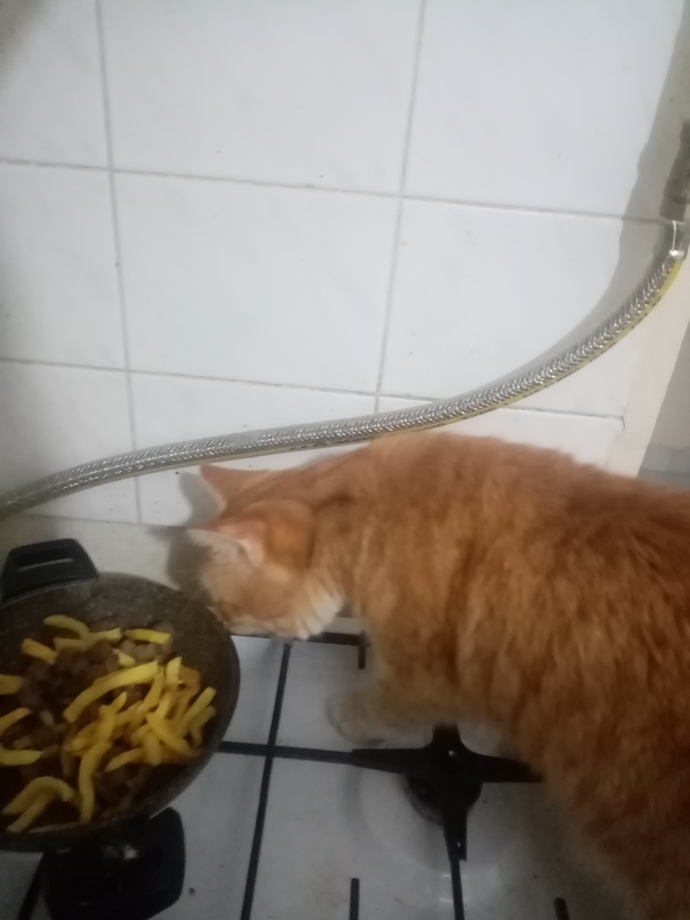 Bunu nasıl sadece mamaya alıştırabilirim?