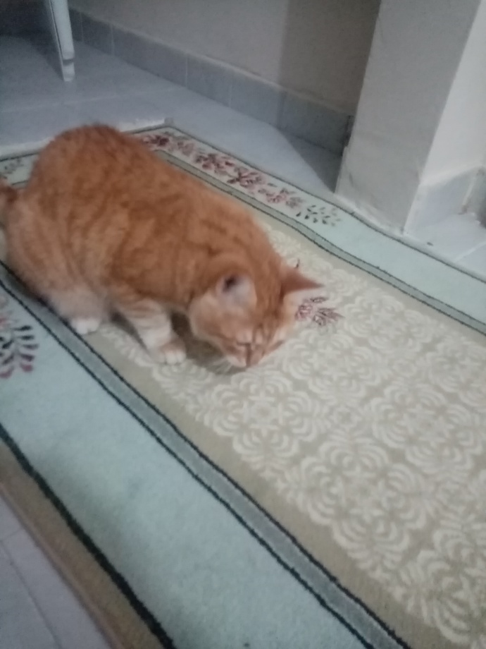 Bunu nasıl sadece mamaya alıştırabilirim?