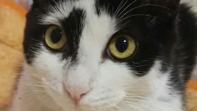 Kedimin adını Destegül koydum. Yakışmış mı?