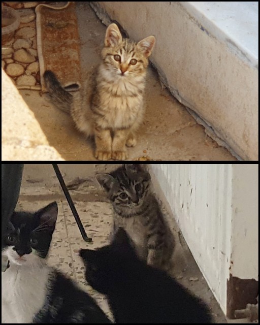 Kızım nasıl ablaları/abileri?