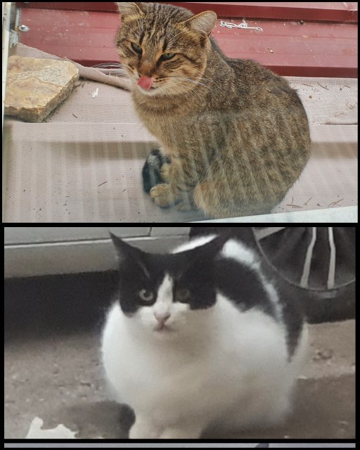 Kızım nasıl ablaları/abileri?