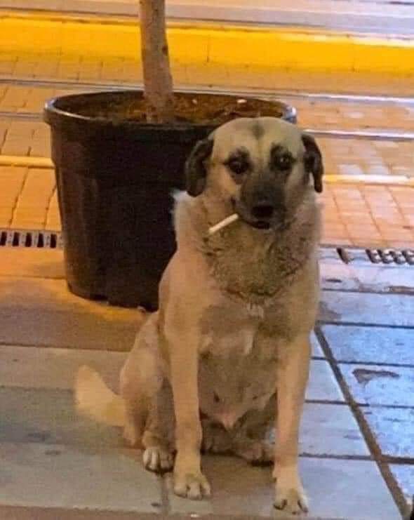 Kızım nasıl ablaları/abileri?
