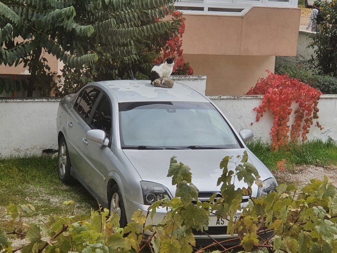 Kızım nasıl ablaları/abileri?