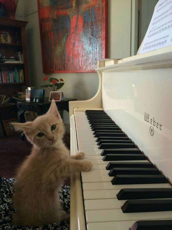Bu kedicik bana piyano çalsa hiç sıkılmam. 🐱