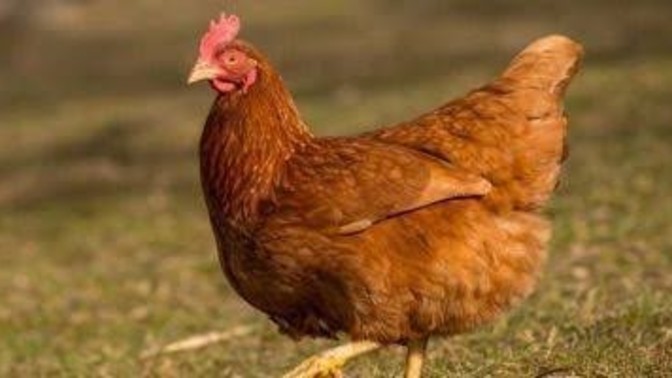 Hiç tavuk beslediniz mi?